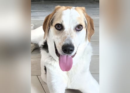 Anouk: besonderer Hund für besondere Menschen