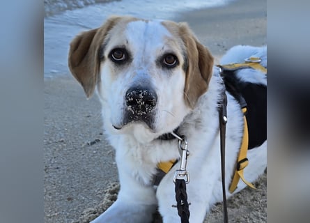 Anouk: ihr Traum: ein Zuhause im großen Rudel