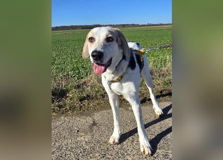 Anouk: besonderer Hund für besondere Menschen