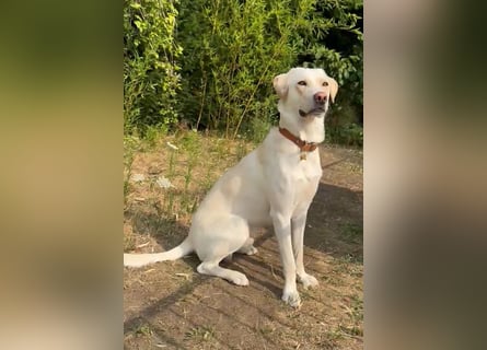 Wok: toller Begleiter