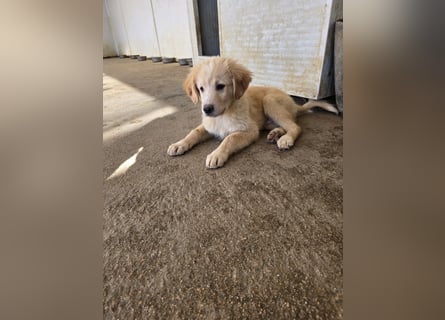 Nacho: endlich leben