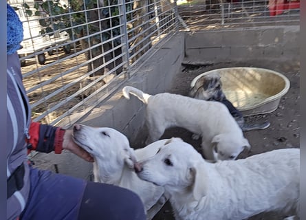 Cosmo:  von der Flasche ins Tierheim