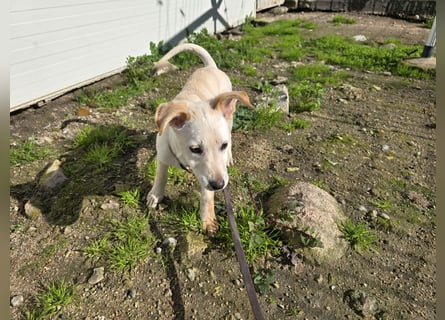 Festa: Hallo, hier bin ich!