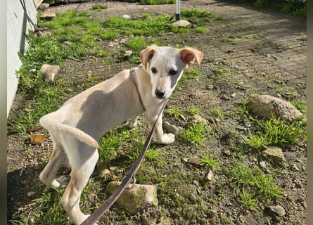 Festa: Hallo, hier bin ich!