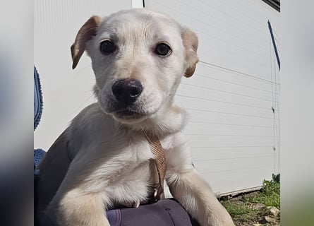 Festa: Hallo, hier bin ich!