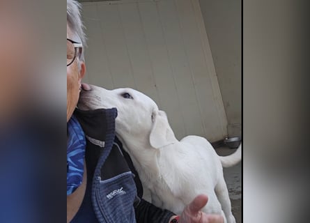 Cosmo:  von der Flasche ins Tierheim