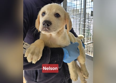 Nelson: vom Flughafen ins schöne Leben