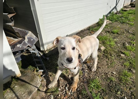 Festa: Hallo, hier bin ich!