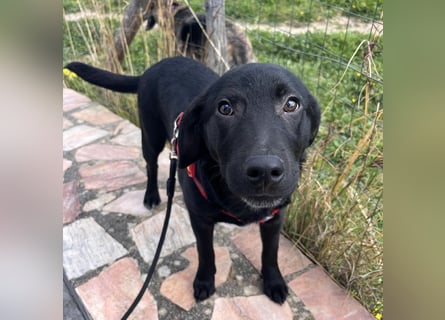 Black - lustiger Welpenbub sucht seine Familie