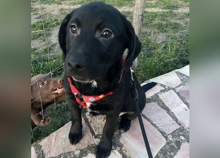 Black - lustiger Welpenbub sucht seine Familie