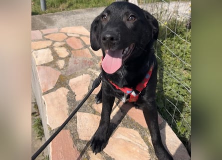 Black - lustiger Welpenbub sucht seine Familie