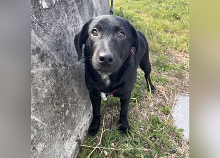Black - lustiger Welpenbub sucht seine Familie