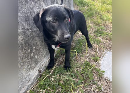 Black - lustiger Welpenbub sucht seine Familie