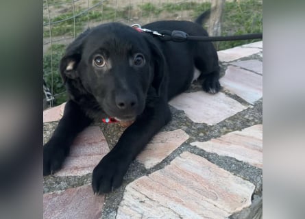 Black - lustiger Welpenbub sucht seine Familie