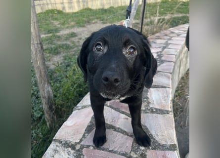 Black - lustiger Welpenbub sucht seine Familie