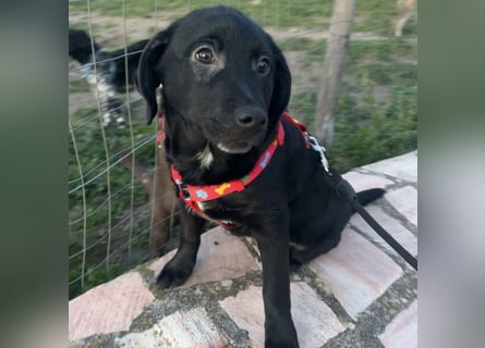 Black - lustiger Welpenbub sucht seine Familie