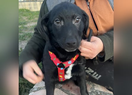 Black - lustiger Welpenbub sucht seine Familie