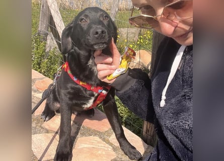 Black - lustiger Welpenbub sucht seine Familie