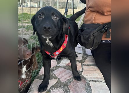 Black - lustiger Welpenbub sucht seine Familie