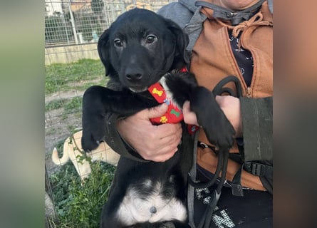 Black - lustiger Welpenbub sucht seine Familie