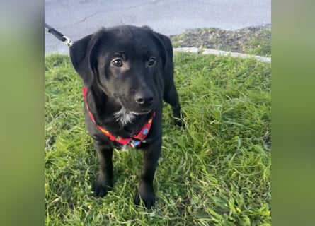 Black - lustiger Welpenbub sucht seine Familie