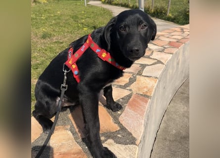 Black - lustiger Welpenbub sucht seine Familie