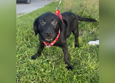 Black - lustiger Welpenbub sucht seine Familie