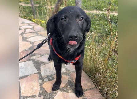 Black - lustiger Welpenbub sucht seine Familie