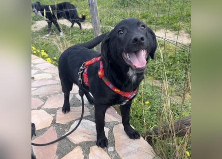 Black - lustiger Welpenbub sucht seine Familie