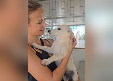 Panda: Familienhündin in schöner Größe