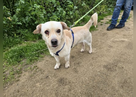 Pinotto: liebenswerter Anfängerhund