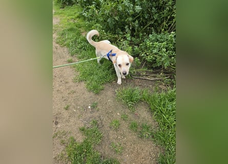 Pinotto: liebenswerter Anfängerhund