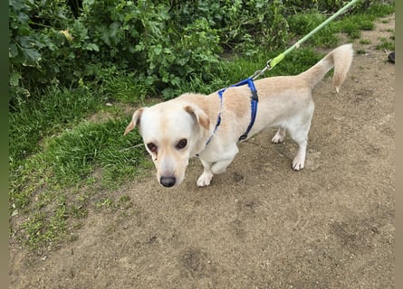 Pinotto: liebenswerter Anfängerhund