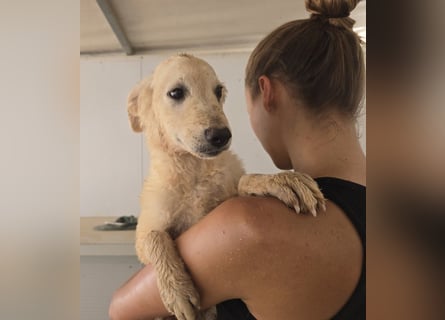 Gino: wer will mit mir spielen und kuscheln