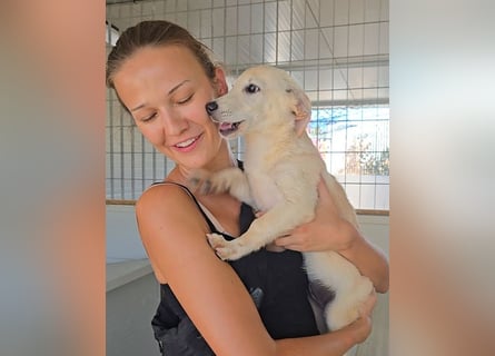 Panda: Familienhündin in schöner Größe