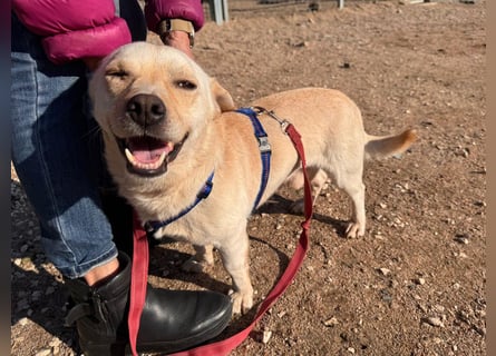 Pinotto: liebenswerter Anfängerhund