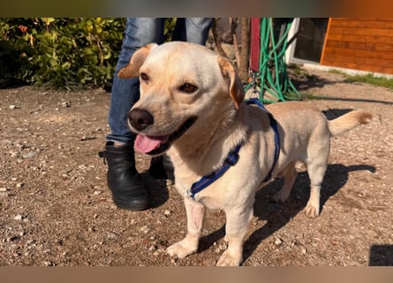 Pinotto: liebenswerter Anfängerhund