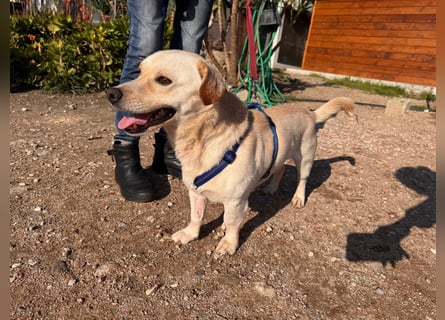 Pinotto: liebenswerter Anfängerhund