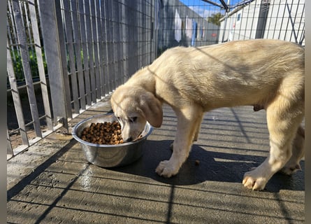 Nelson und Nacho: vom Flughafen ins schöne Leben