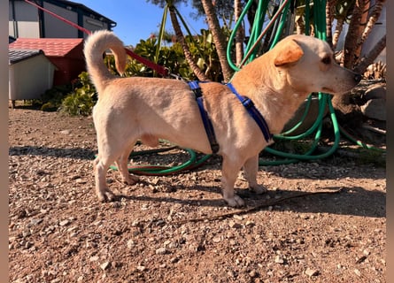 Pinotto: liebenswerter Anfängerhund