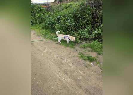 Pinotto: liebenswerter Anfängerhund