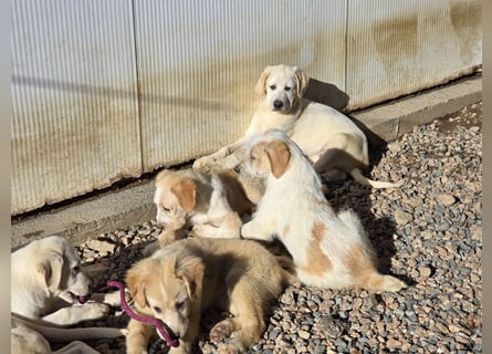 Nacho: vom Flughafen ins schöne Leben