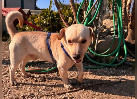 Pinotto: liebenswerter Anfängerhund