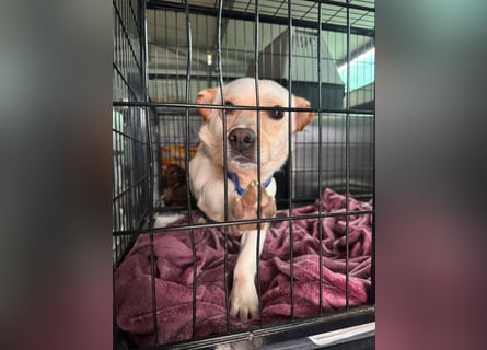 Pinotto: liebenswerter Anfängerhund