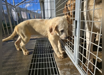 Nelson und Nacho: vom Flughafen ins schöne Leben