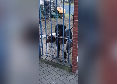 Henry sucht liebevolles zu Hause