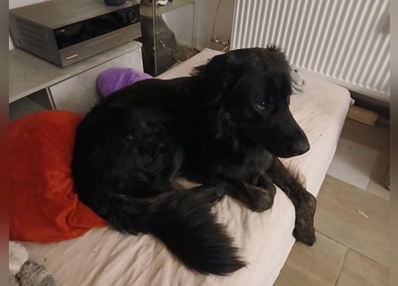 Rüde sucht liebevolles zu Hause