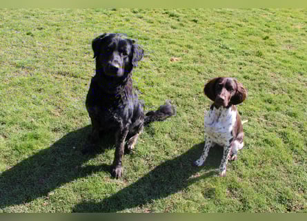 Rüde sucht liebevolles zu Hause