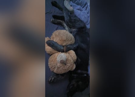 Henry sucht liebevolles zu Hause