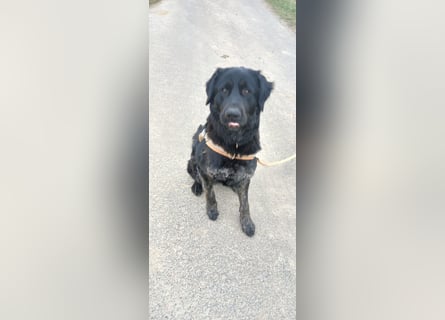 Henry sucht liebevolles zu Hause